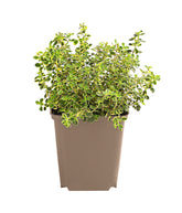 Λεμονοθύμαρο - Thymus citriodorus